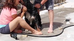 How to Make a Homemade Dog Shampoo Bar Soap