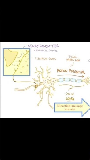 What Is Consciousness? Neuroscience Meets Physics