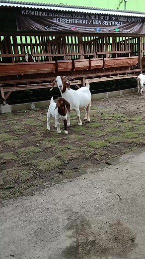 Happy Boer Goat Breeding Tips for Farmers