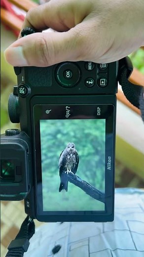 Majestic Bird of Prey in Rain 🌧️🦅 | Nikon Z50 + 50-250mm Handheld Test