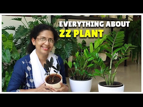 Everything About ZZ Plant | Varieties | Care | Tips