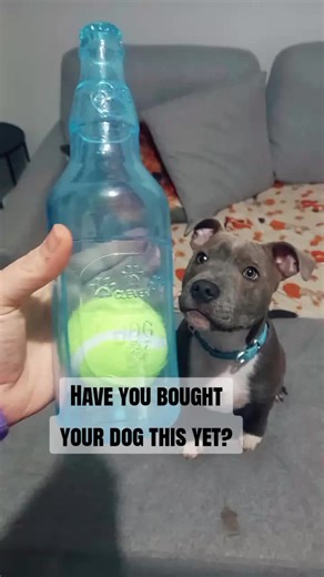 only £3.99! Bugsy had a suprise dog toy and has not stopped chewing it . after hiding plastic bottles away from him he is happy he is finaly allowed to Chew his very own bottle 🤣
