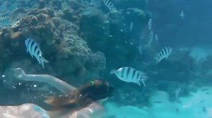 8.7K views · 425 reactions | With perfect conditions offering both impressive visibility and warm water all year round, be sure to enjoy a little snorkel when you're in the Cook Islands Discover more about snorkelling here >> https://fal.cn/35GsM @sophiesiobhan | Cook Islands | Facebook