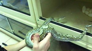 Joyeuse Pâques les herpers ! Vu qu’on est en confinement je me suis dit que j’allais vous parler un peu de l’histoire de l’élevage de certains pythons en captivité. A la fin des années 90 on a découvert sur un petit groupe d’îles au sud de Sulawesi dans la mer de Flores en Indonésie des populations de pythons réticulés nains ! Le python réticulé est connu pour être le plus grand python de la planète avec des spécimens de plus de 8m mais sur ces petites îles les adultes ne mesuraient entre 120cm 