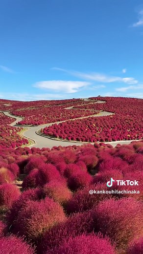 ひたち海浜公園のコキアと紅葉予想2024