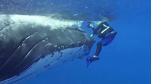 Incredible footage shows a humpback whale protecting a marine biologist from a 15-foot tiger shark. | The Telegraph