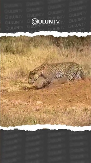 Wild boar attacks leopard back #uluntv #wildlife #wildtv #short