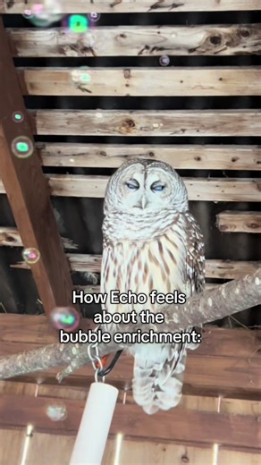 We have the club at home 🏠 Bubble enrichment is a great way to stimulate the minds of our animals! Many of the species that call EPZ home are enamored by them! #enrichment #owl #owlsoftiktok #zoo