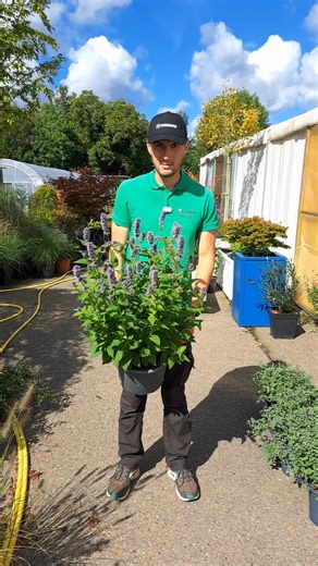 🌸 Blauwe pracht met Agastache 'Blue Fortune'! 😊 Deze bloeier geeft kleur aan elke tuin. 🌸 Blauwe bloemaren: Levendige bloei van zomer tot herfst. 🌱 Jaarrond schoonheid: Altijd een verzorgde look. 🦋 Bestuivers: Trekt bijen en vlinders aan. 🌟 Geurige charme: Perfect voor borders en perken. #Bloemenhofke #WonderTuinFormule #AgastacheBlueFortune #TuinInspiratie | Tuincentrum Bloemenhofke