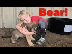 How it all Started with Bear