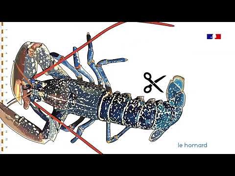 Bons gestes et réglementation pour la pêche de loisir de homard en Atlantique