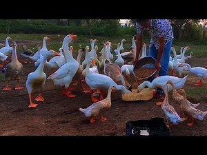 Peaceful Life With My Farm Animals 🦢🌾🥚