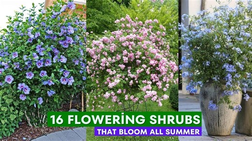 16 Flowering Shrubs That Bloom All Summer