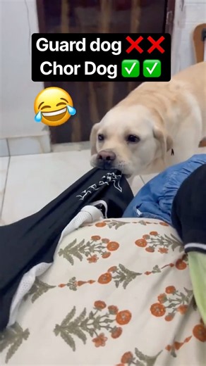 Guard dog❌ Chor Dog✅ || labra rubi || #youtubeshorts #shorts #labrador #dog #funny #doglover