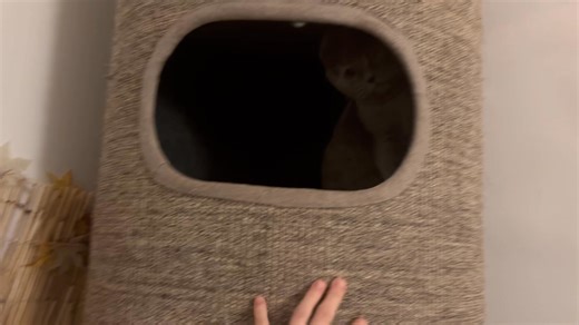 Au Cat Club 😻c’est trop cool 🤪 | The Cat CLub