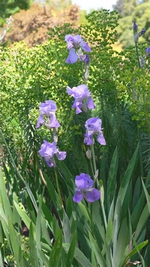 Soothing Floral Scenery with Cute Owls and Relaxing Music 🌬️🦉🌷✨