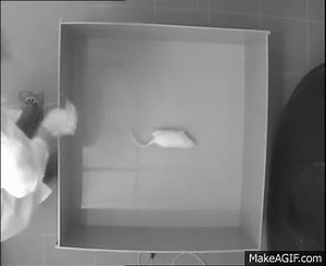 Open field test on Make a GIF