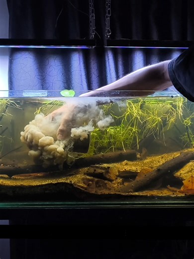 Biotope Channa Andrao: Menciptakan Habitat yang Ideal