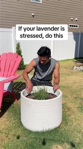 If your lavender is stressed, do this. #creatorsearchinsights #lavenderplants #gardenproject #perennials