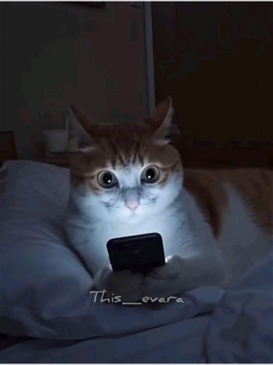 Funny Cat Memes Compilation — Best Cat Comedy Clips