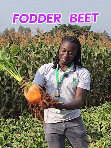 Fodder Beet: Innovations in Farming for Sustainable Growth