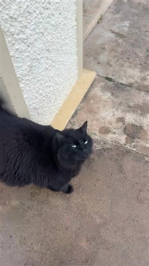 Raining but wants the can again. | PabLo