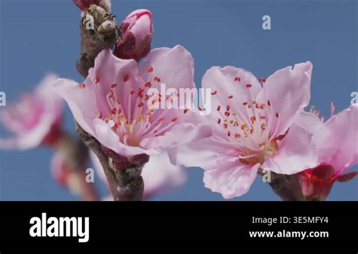 Beautiful time lapse video of the blossoming of a pink peach flowers on blue background. A close macro with detail of the peach flower Stock Video Footage - Alamy