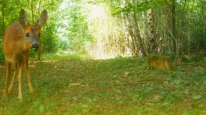 Hidden camera records animals moving through forest