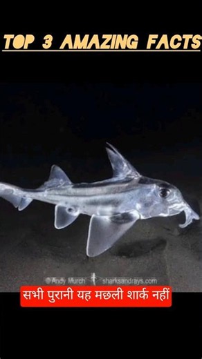 Scientists Just Found These 3 Alien-Like Creatures! 😱