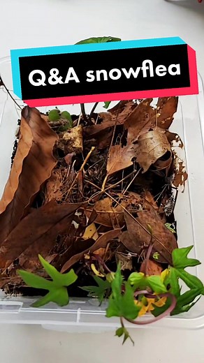 Snow Fleas: What Do These Winter Bugs Eat?