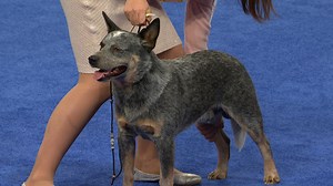 2020 NDS: Australian Cattle Dog
