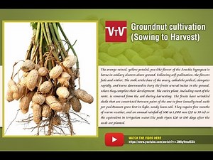 Peanut-Groundnut cultivation