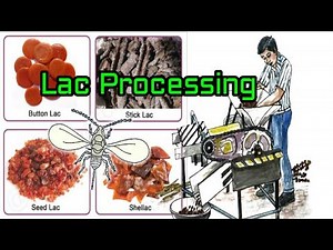 Post harvesting in Lac culture| Entomology class| English