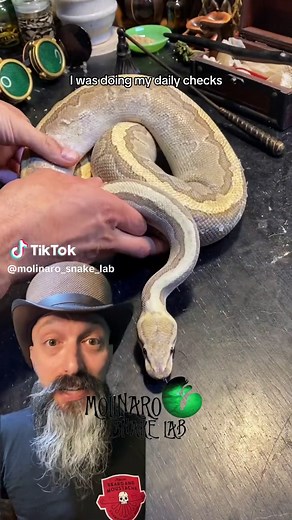 🐍 Bad shed? Here is what to do about it! 🧪 👉🏼 Check Out My New Children’s Book! “What’s In Dr. Serpenstine’s Lab?” Follow the links in my bio! 👉🏼 Want a personal video from me? I’m now on Cameo! Follow the links in my Bio! 👉🏼 Shop: www.molinarosnakelab.com 👉🏼 I will be at Animal Con USA this September! Don’t pay full price! Use promocode MOLINARO10 to save $10 on your tickets!! See you there! www.animalconusa.com @AnimalCon.USA #molinarosnakelab #snakes #animalconusa #whatsindrserpenst