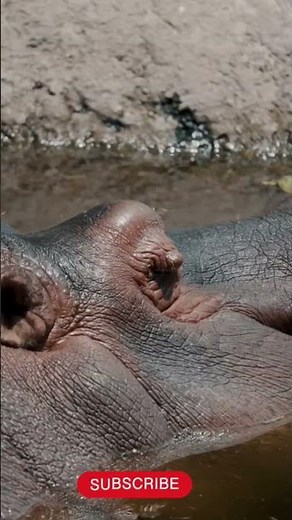 Hippos Wallowing Peacefully in African River, Daytime