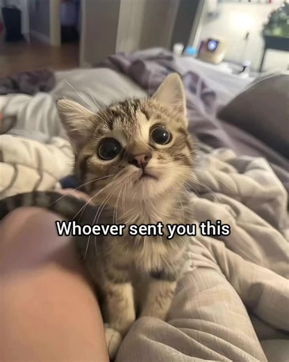 Funny Cat Video Featuring Georgieebom's Tall Surprise