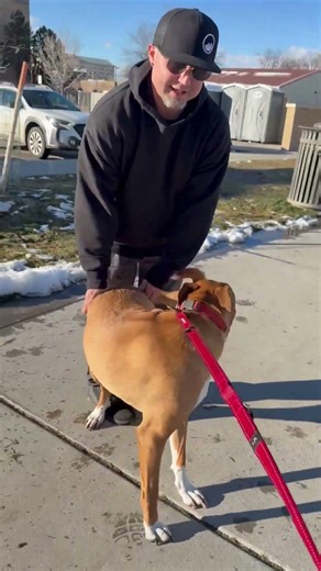 Xander is back with his loving owner! #spcai #pawsitiverecovery #reunited #animalrescue #dogrescue