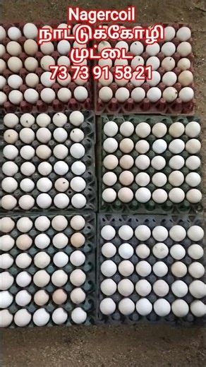 முட்டை #viral #funny #egg #eggs #animals #cat #birds #bird #shorts#short #chicken #food #farming #yt