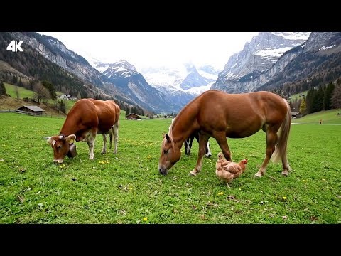 Peaceful Swiss Countryside with Alpine Animals in 4K