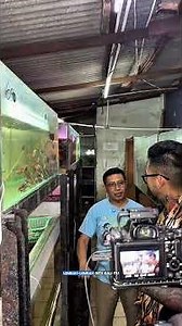 Meet the Yukase and Utter rainbowfish, some of the proudest fish species native to Papua.