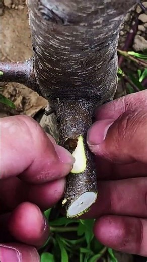 Best method and unique ideas for the grafting of fruit trees #grafting #plants #garden #tree​