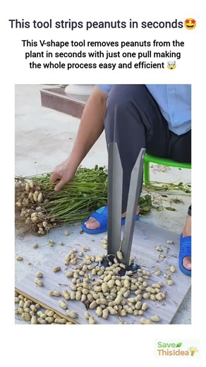 V-Shape Peanut Stripper Tool for Fast, Clean Harvesting.