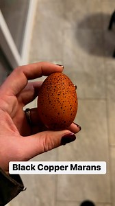 Happy speckled egg Saturday! #blackcoppermarans #farmlife #reelsvideo #speckledeggs | Clutch of Color LLC