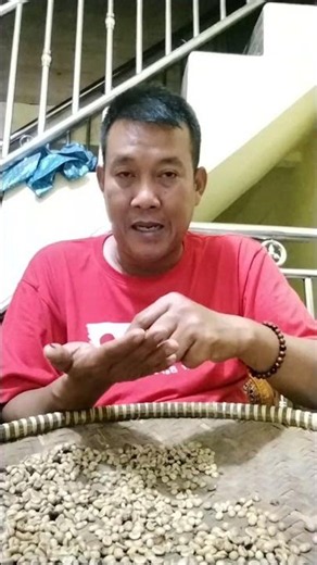 pemilihan biji kopi