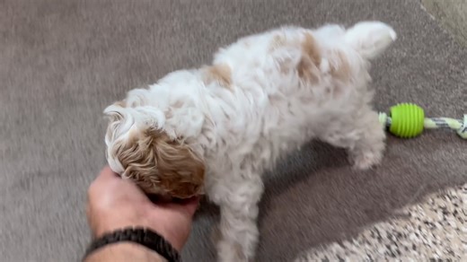 Cockapoo puppy for sale