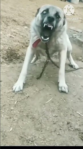 dog barking sounds on youtube| dog barking sounds for 1 hour | #pets dog barking sounds for 10 hours