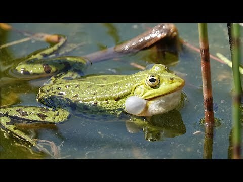 Natur für Anfänger: Teichfrösche?
