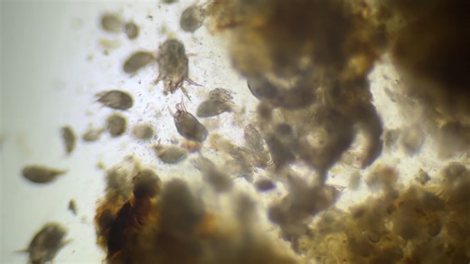 Here's another close up video of the ear mites from yesterday! You just KNOW the patients feel so much better after getting rid of these squirmy little guys! #simpsonvillevet | Simpsonville Animal Hospital