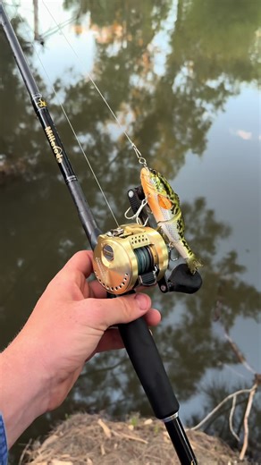 They say match the hatch or something like that 🤑#shimano #calcutta #jackall #millerods @Jiah🃏