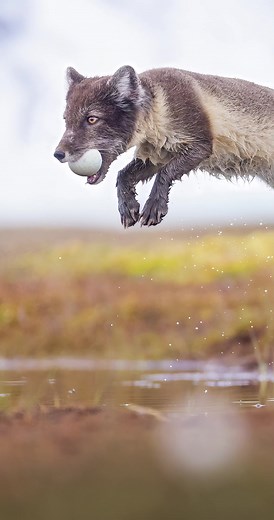 Captured a dream moment ✨: the elusive Arctic fox in its graceful pursuit, just as I envisioned. After countless hours in Bylot Island's marshes, this shot embodies pure joy and a dream realized. What do you think about it? #wildlifephotography #arcticfox #animalsoftiktok #nunavut #fyp#foryoupage